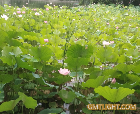 Sleeping for 100 Years Old Lotus Resurrection and Flowering