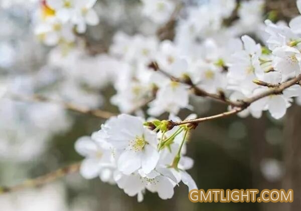 cherry blossom lamp string