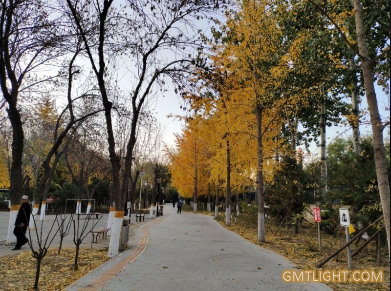 金色的世界 令人陶醉的北京深秋季节