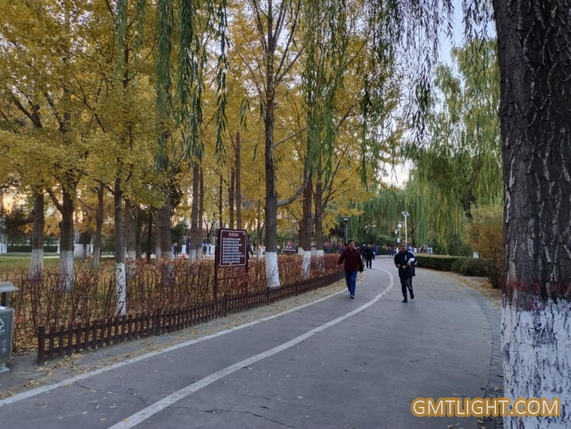 金色的世界 令人陶醉的北京深秋季节