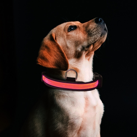 Solar rechargeable colorful LED light up dog collar (No.DB-018S)